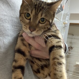 美人さんのベンガルの女の子です。