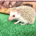 シナモンハリネズミ9ヶ月
