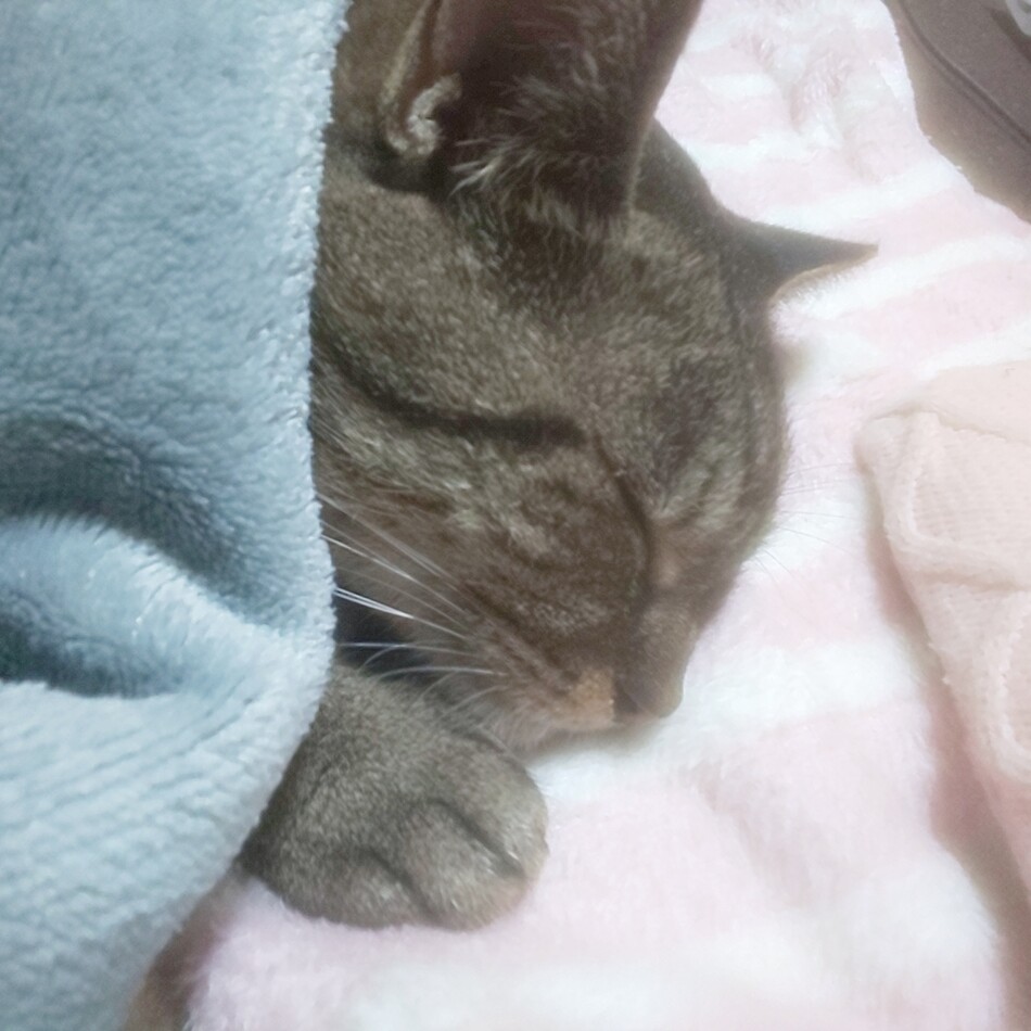 にゃんちゃんのカバー写真