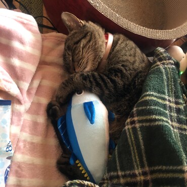 かつおくんと一緒に