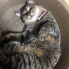 爪研ぎと一緒