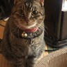 ちょこん