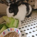 ミニウサギ 1歳 女の子