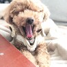 おおあくび〜