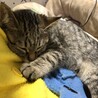 ヨッシー  