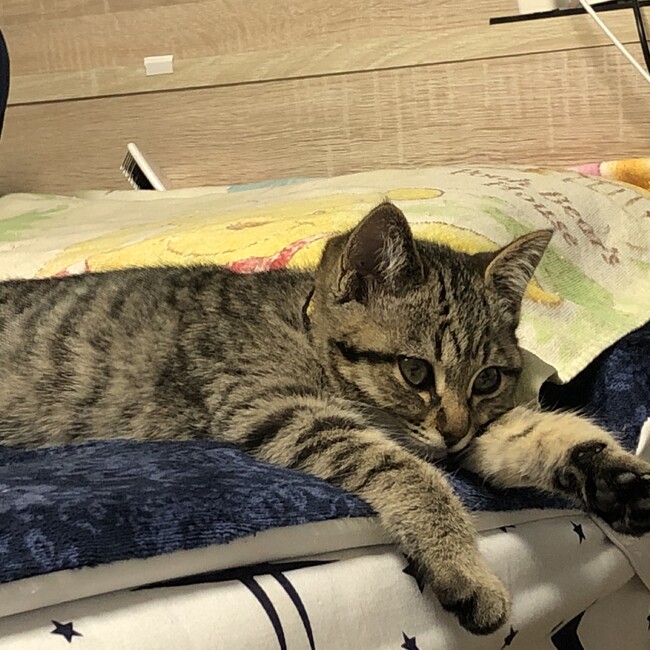 ヨッシー  のカバー写真