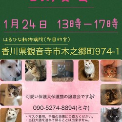保護犬猫の譲渡会