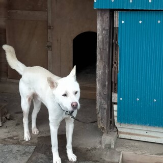 紀州犬の里親さん募集