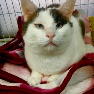 目付きで損する、甘えん坊くん。