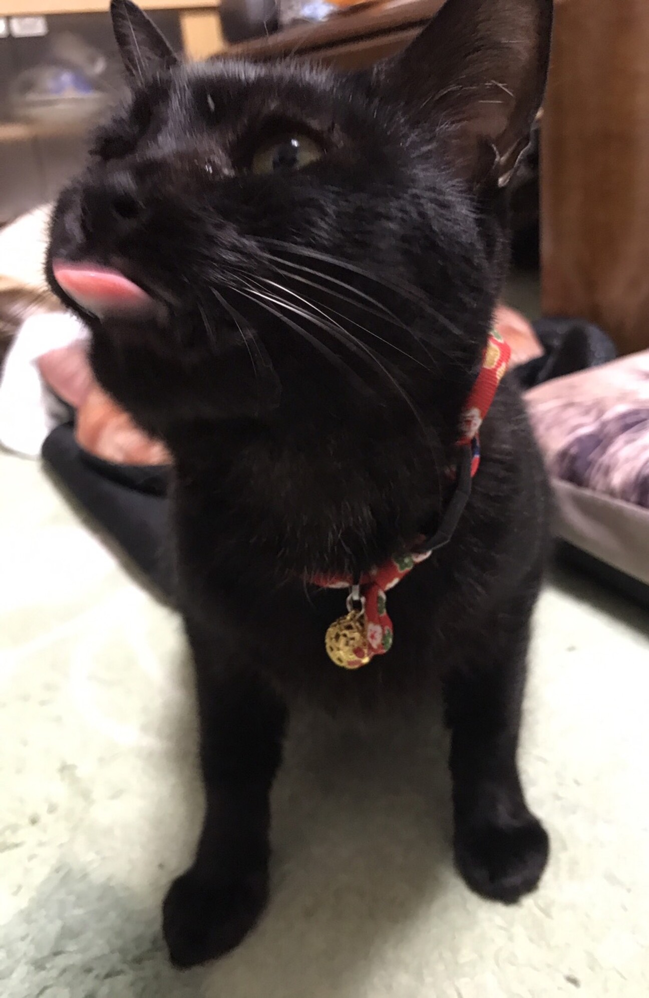 藤井寺お見合い会参加猫すず 黒 大阪府 猫の里親募集 ペットのおうち 月間利用者150万人