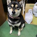 柴犬の女の子　もうすぐ2歳になります