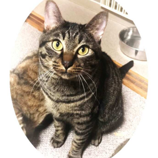 食べるの大好き！撫でられ好きの「ごはんくん」