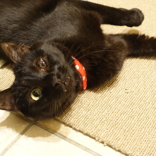 なでなで大好き片目のつぶらちゃん