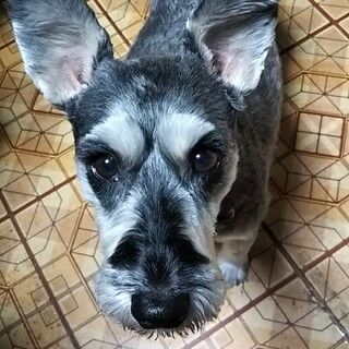 大人しくて凄く甘えん坊な男の子♪