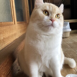 トライアル決定のため一時停止中