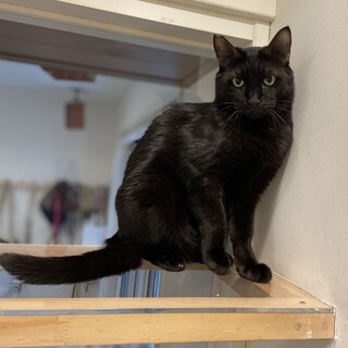 かっこいい黒猫ピカソくん