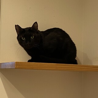 黒猫のキキちゃん