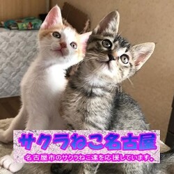 名古屋市動物愛護センター譲渡ボラの譲渡会 サムネイル3