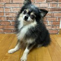 チワワ　アレクくん　里親募集中