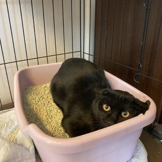 真っ黒な素晴らしい毛並みの男の子★推定5カ月