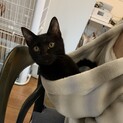 人が大好きな黒猫ルビ、里親さま決定