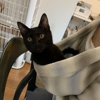 人が大好きな黒猫ルビ、里親さま決定