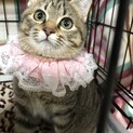 性格抜群の可愛いともこ、里親さま決定