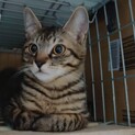 リブバーグ兄妹のバーグ、里親さま決定です
