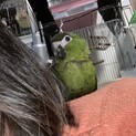 コミドリコンゴウインコ　募集一旦停止