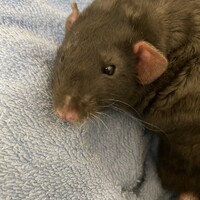 ラッペン