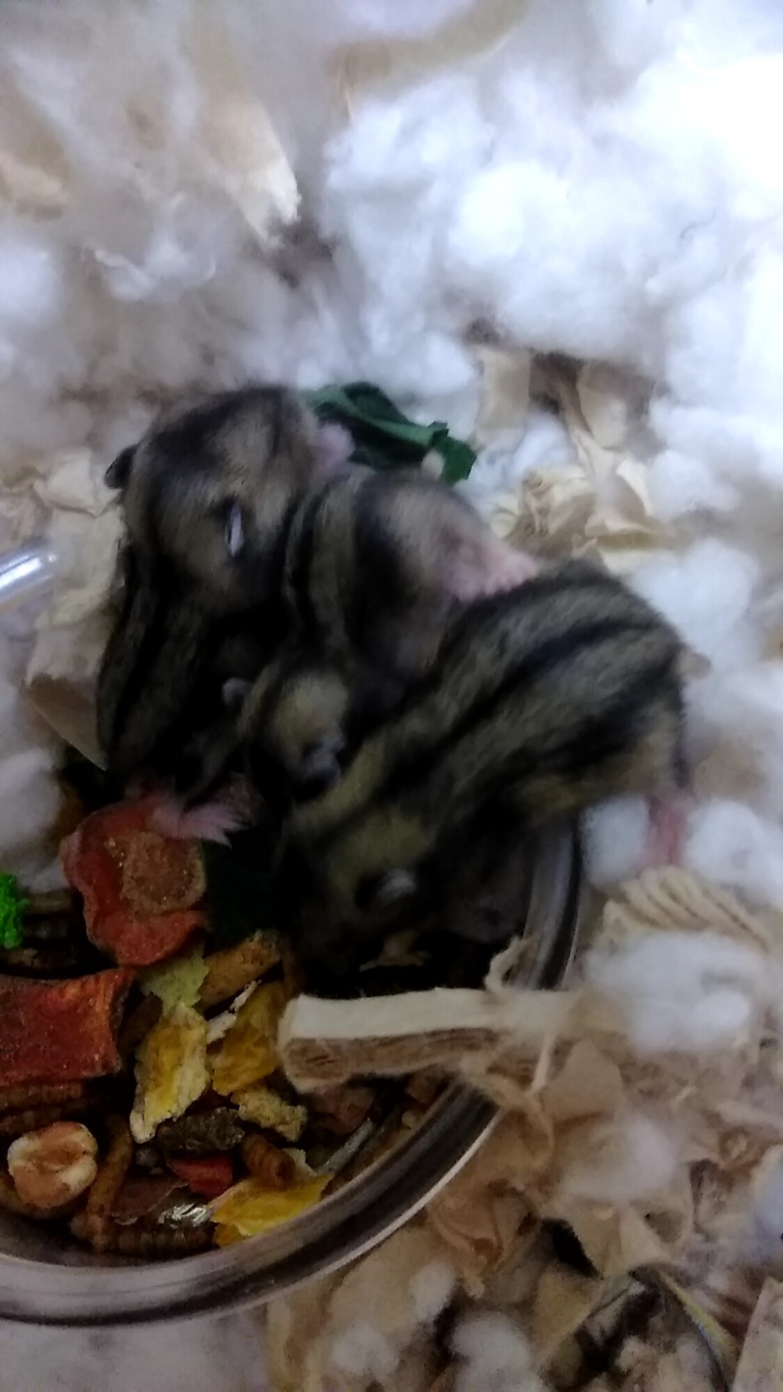 ジャンガリアンハムスター子ハム2匹の里親様募集です サムネイル1