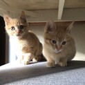 可愛い仲良し茶トラ兄弟！2匹一緒に♪