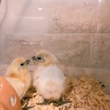 烏骨鶏ヒナ