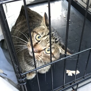 キジ　メス　まるちゃん