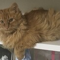 モフモフの長毛の茶トラくん   募集一時停止
