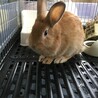 生後5ヶ月のうさぎさん サムネイル2