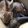 生後5ヶ月のうさぎさん サムネイル4