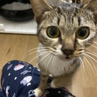 4ヶ月子猫
