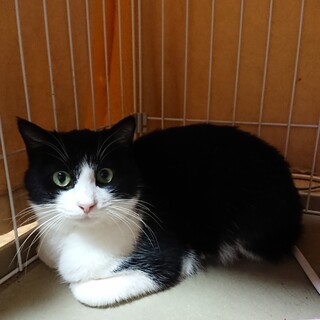 時間がありません＊はちくん＊