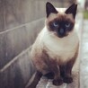 元・どら猫