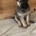雑種の子犬 ジャムちゃん 里親様募集です☆