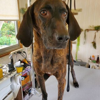 プロットハウンドの男の子！リキくん