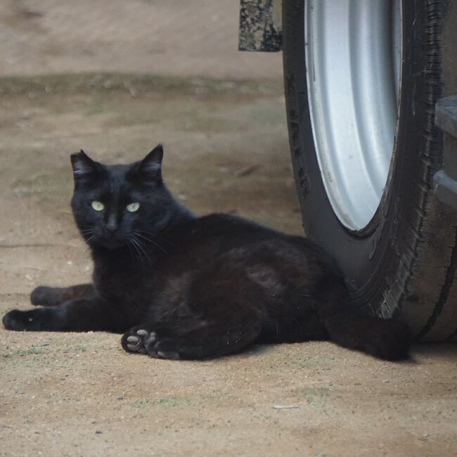 元・どら猫のカバー写真