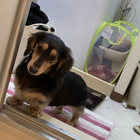 黒虎（こっこ）