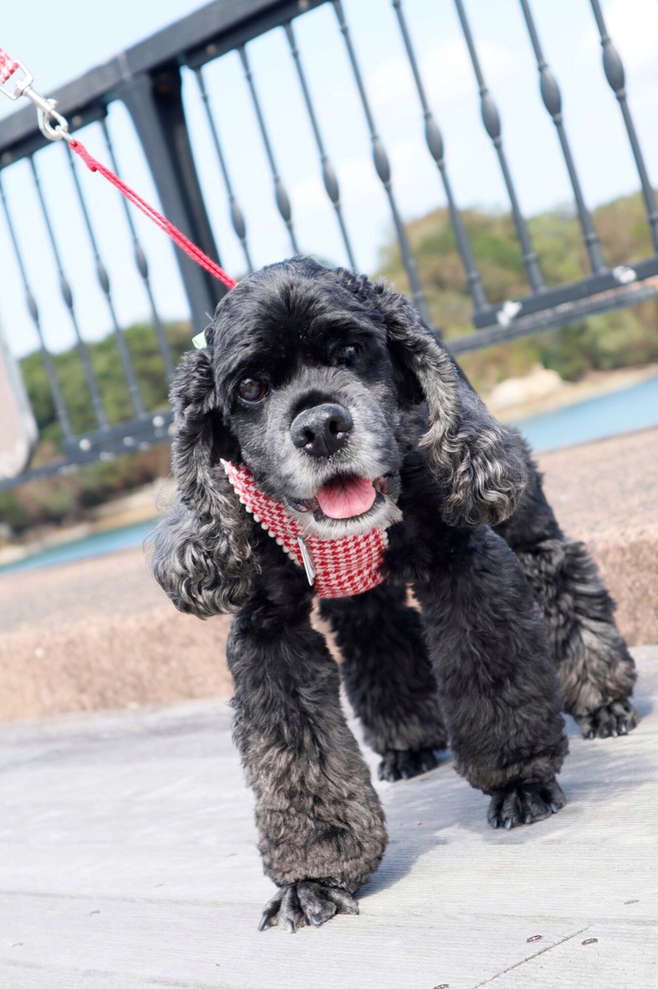 アメリカンコッカースパニエル アメリカンコッカースパニエル | ニコペットぱーく