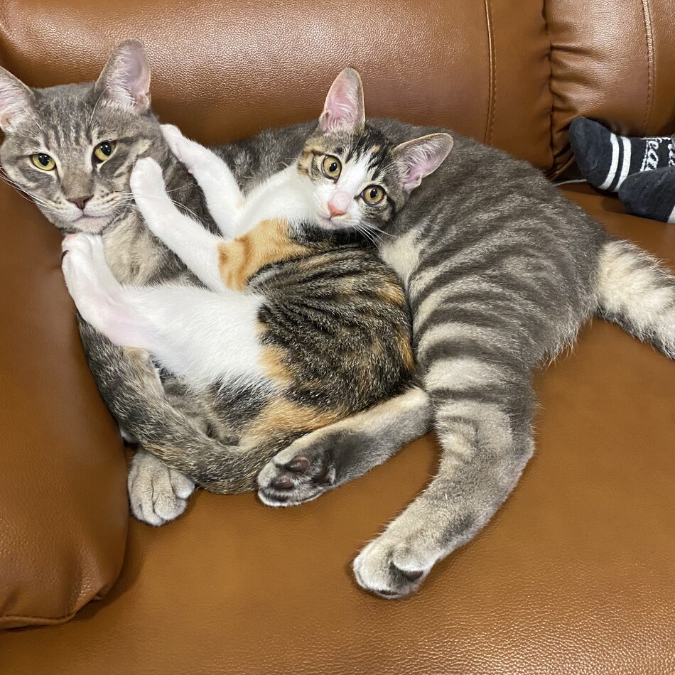 きなこのカバー写真