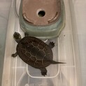 クサガメ♂