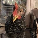 薬師軍鶏×横斑プリマスロックの鳴き声が可愛い雄