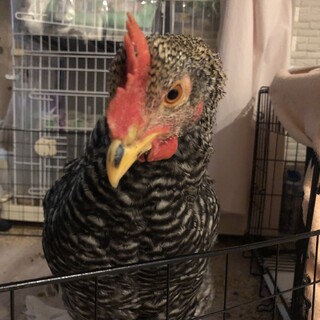 薬師軍鶏×横斑プリマスロックの鳴き声が可愛い雄