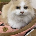 長毛のイケメン★ハミちゃん
